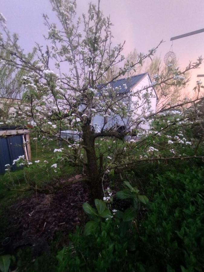 آلميره Tuinhuisje In Het Groen المظهر الخارجي الصورة